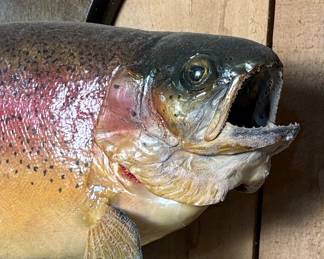 Taxidermy Rainbow Trout Mount