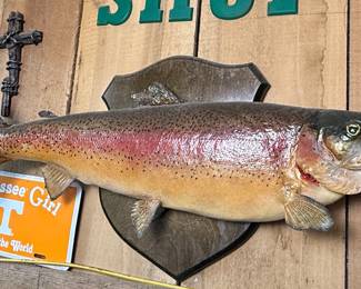 Taxidermy Rainbow Trout Mount
