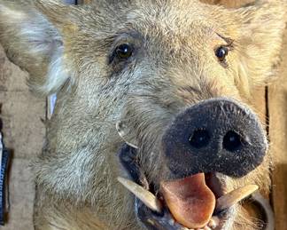 Wild Boar Taxidermy Shoulder Mount
