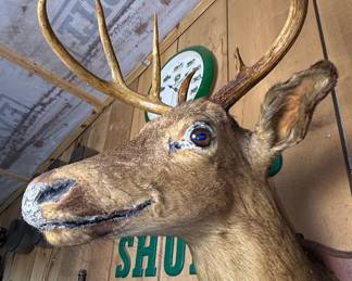 Whitetail Deer Shoulder Mount, 8 Point