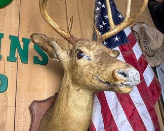Whitetail Deer Shoulder Mount, 8 Point