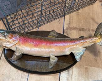 Rainbow Trout Taxidermy Mount