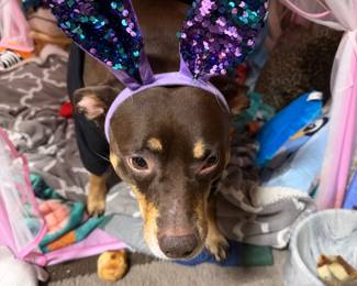 Zelda is getting ready for Halloween!! She is the family pet and NFS!