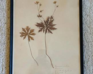 152 framedpressedgeranium1899botanicals