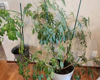 Real plants