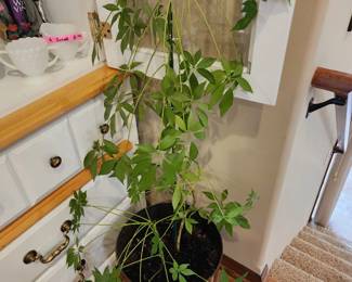 Real plant