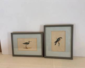 History Of British Birds
