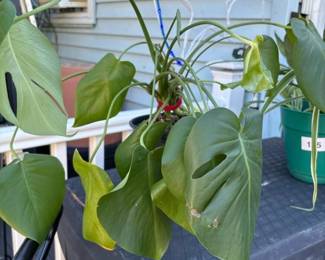 178 monsteraplantinplasticnurserypot