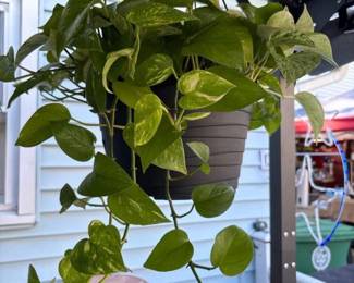 008 goldenpothoshanginghouseplantinblac
