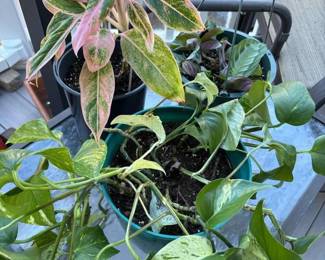 175 assortedpottedhouseplants