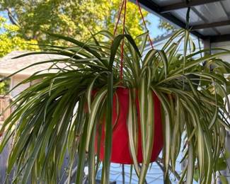 173 spiderplantinhangingredpot