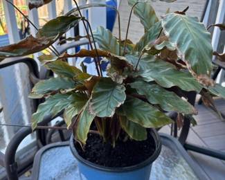 015 pottedcalathearufibarbafoliageplant