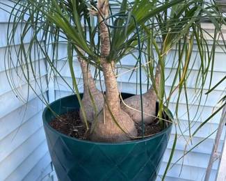 167 ponytailpalmindecorativegreenplante
