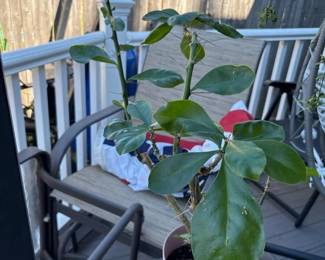 174 pottedcrownofthornseuphorbiaplant