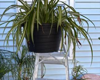 169 spiderplantinblackhangingpot
