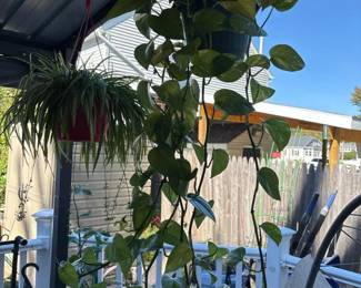 172 goldenpothoshangingplant