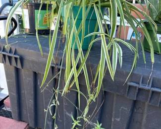 177 variegatedspiderplantwithseedpods