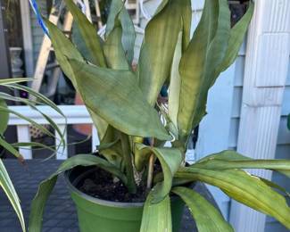 176 aspidistrastylegreenpottedfoliageho