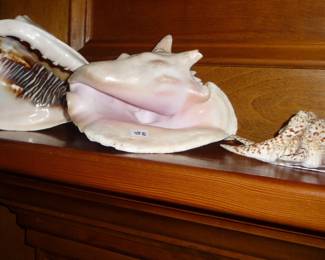 shells