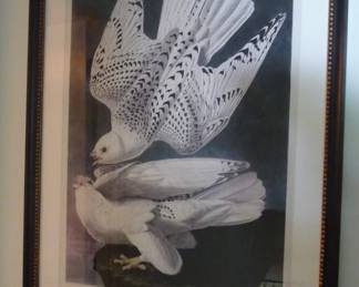 Audubon print Large