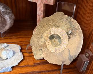 Ammonite