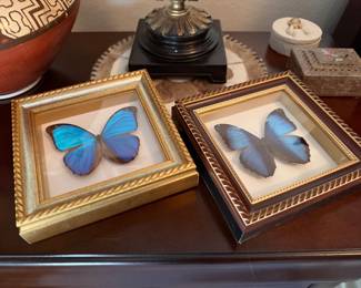 Blue Morpho taxidermy