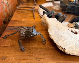 Horned lizzard