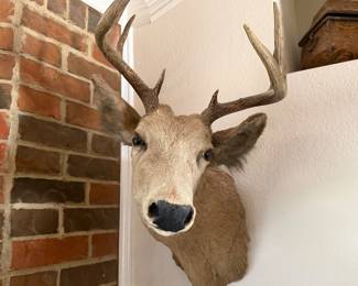 Taxidermy