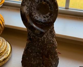 Ammonite