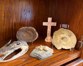 Ammonite Alligator Taxidermy Fossilized bone
