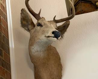 Taxidermy Deer
