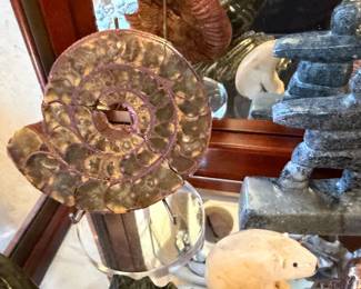 Ammonite Fossil