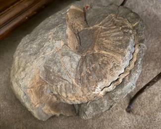 Fossilized Ammonite