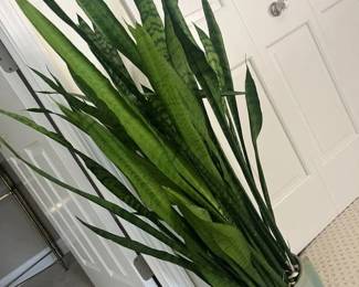 18 Heirloom Snake Plant