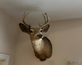 Eight Point Buck