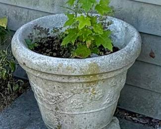Several Cement Planters