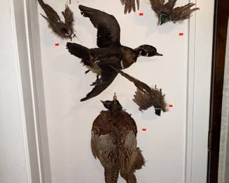 DUCK NOT AVAILABLE FOR PURCHASE