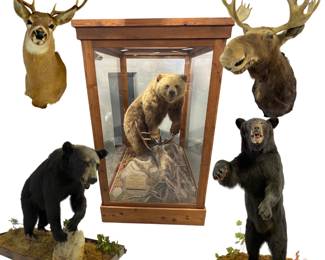 taxidermy