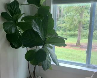 Live Plants