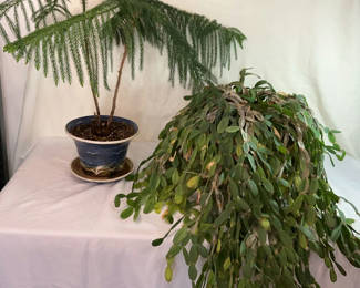 Lot 176: Two Potted Houseplants