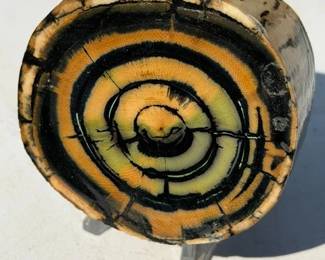 Cross section of a prehistoric mastodon tusk. Fossil.