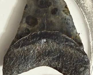 Megalodon shark tooth fossil. 