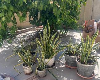 Assorted Potted Plants