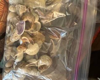Assorted Natural Seashell Collection