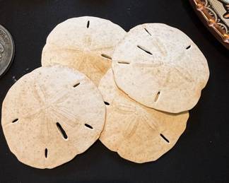 Natural Sand Dollar Specimens