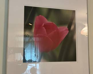 Gary San Pietro '96 Tulip Photograph