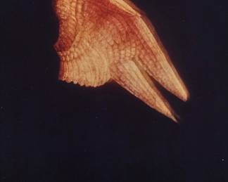 3195 Anne Rowland (b. 1957) "This is an Angel's Wing," 1990 C-print in colors on paper Edition: 2/3 Unsigned on recto; titled, dated, and numbered on a gallery label affixed to the frame's backing paper Sight: 13 3/4 x 10 3/4 in. Estimate: $300 - $500