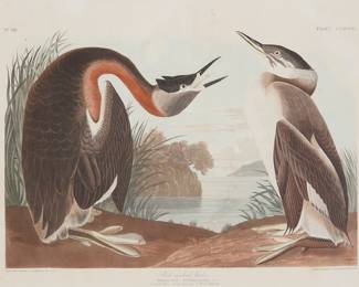 3190 After John James Audubon (1785-1851) "Red Necked Grebe," Plate CCXCVIII, from "The Birds of America, from original drawings by John James Audubon," by Robert Havell, 1836 Engraving with etching, aquatint, and hand-coloring on wove paper From the original edition engraved and printed by Robert Havell, London, England, between 1827 and 1838 With the artist's, engraver's, printer's, and publisher's names, as well as the title and date, all engraved in the plate below the image, and the plate series numbers engraved in the upper right and left corners of the plate, respectively Sight: 15 1/8 x 20 3/4 in. Estimate: $300 - $500