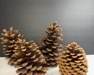 348 largenaturalpinecones