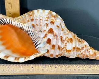 Giant 12" Triton's Trumpet Shell Specimen – Excellent Color – Potterville